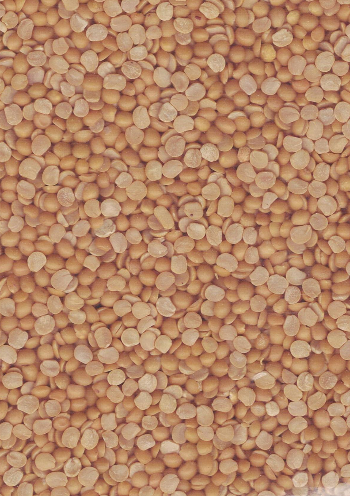 SHRI GANGA TOOR DAL (thuvaram paruppu) 1kg bag